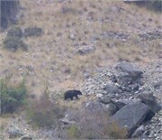 31804_Middle Fork